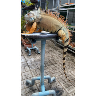 Thức ăn bổ sung cho rồng Nam Mỹ (iguana ).Thức ăn BIG hộp 300g