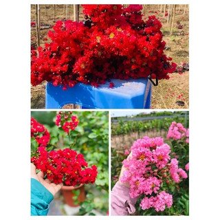 Cây giống hoa tường vi huyết long, hoa đỏ lá xanh, hồng