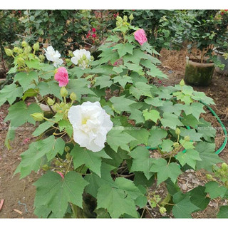 Hạt giống - Cây giống Hoa Phù Dung