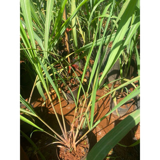 Cây giống xả Java (cây xả thân tím) xả làm tinh dầu