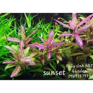 N&T Garden - Cây thủy sinh Sunset