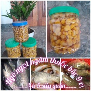 ngô ngọt ủ thu.ốc bắc 9vị chuyên dùng xả ổ câu cá trắm đen, chép , trắm trắng