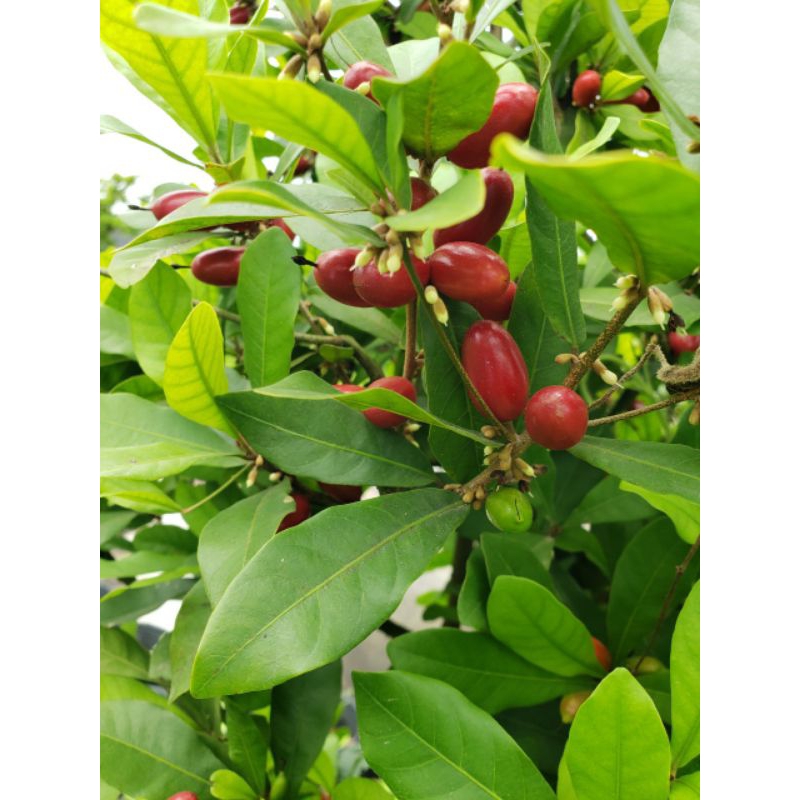 Cây thần kỳ( đang  trái và hoa)