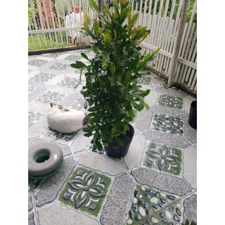 Cây thần kỳ( đang  trái và hoa)