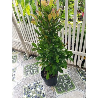 Cây thần kỳ( đang  trái và hoa)