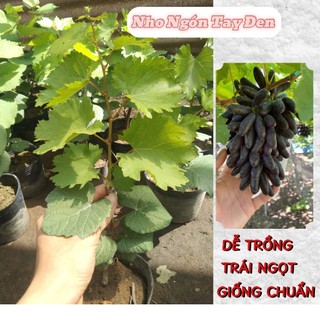 Nho ngón tay đen - không hạt giòn ngọt chuẩn giống, trồng chậu sân thượng