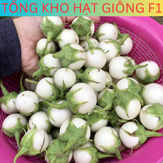 20H Hạt giống cà pháo trắng cao sản, cà pháo trắng siêu trái