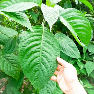 Cây giống cây chè khổng lồ,chè đại dùng làm thức ăn chăn nuôi