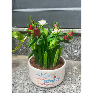 Chậu thanh long bằng đất sét để bàn