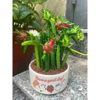 Chậu thanh long bằng đất sét 20cm