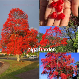 Cây hồng tước, chuông đỏ Úc Illawarra flame tree hoa đỏ rực rỡ
