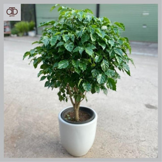 Cây hạnh phúc lùm 1m thân to