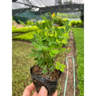 Cây cỏ lạc tiên hoa vàng,cao 10cm nhiều nhánh