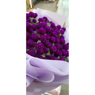 500 hạt cúc bách nhật tím rịm