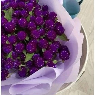 500 hạt cúc bách nhật tím rịm