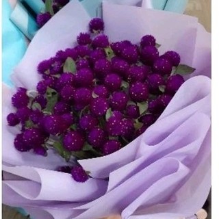 500 hạt cúc bách nhật tím rịm