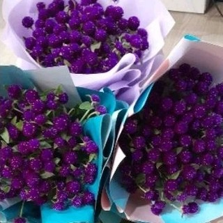 500 hạt cúc bách nhật tím rịm
