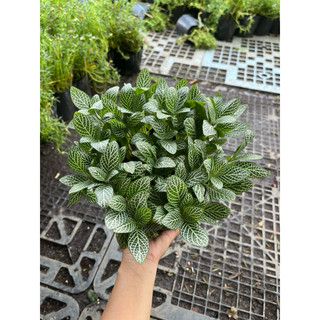Cây Lá Gấm xanh may mắn size to