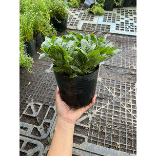 Cây Lá Gấm xanh may mắn size to