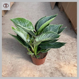 Cây trầu bà kim cương để bàn chiều cao 25cm,cây phong thủy mang lại may mắn