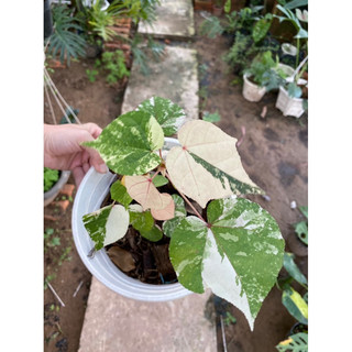 chậu trắng tra var