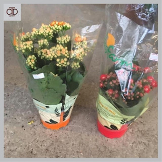 Cây hoa sống đời kép để bàn sai nụ sai hoa,bền hoa