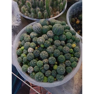 Xương rồng Aster gieo hạt cây nhỏ size 2cm - 7k 1 cây - tặng chậu nhựa trắng nhỏ kèm giá thể trồng.