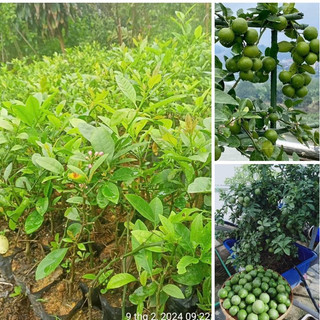 Cây giống chanh tứ quý lùn , siêu trái