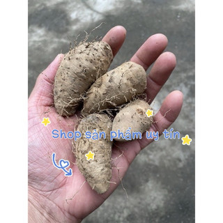 Khoai từ trắng