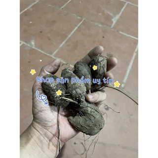 cây khoai mỡ tím giống