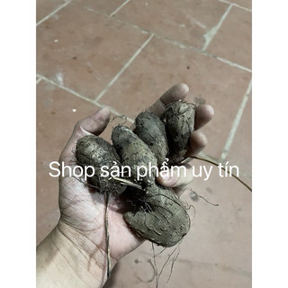 cây khoai mỡ tím