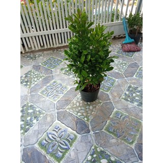 Cây thần kỳ( đang  trái và hoa)