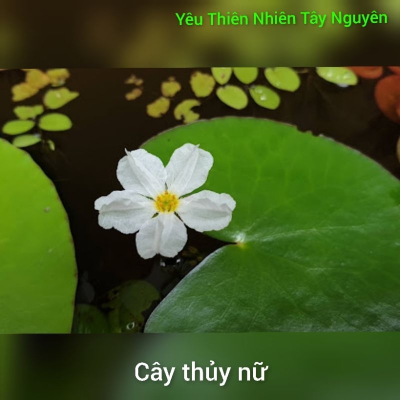 thủy nữ 3 cây (cây thủy sinh không cần C02)