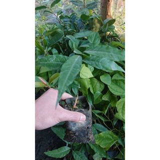 Combo 5 bầu rau ngót rưng./ rau sắng