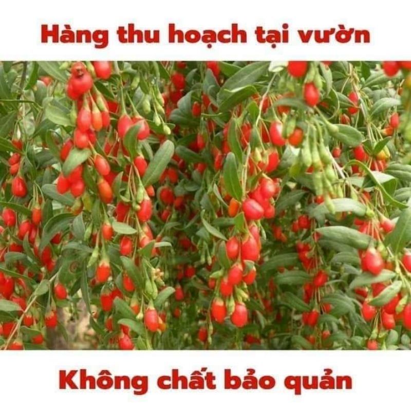 Kỷ tử đỏ ( câu kỷ tử) Sapa đóng túi 100gram