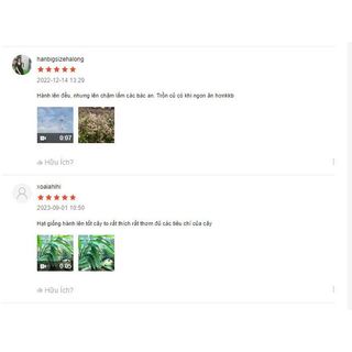 Hạt giống củ Hành Tây củ bự