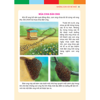 Sách - Những con vật bé nhỏ (bìa cứng)