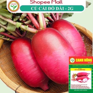 Hạt giống củ cải đỏ dài giống củ dài, giòn, ngọt, trồng quanh năm - hạt giống canh nông