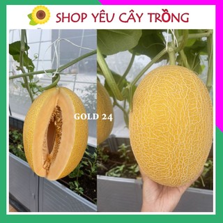 Hạt Giống Dưa Lưới Gold 24 Giòn tan ngọt lịm 10 hạt