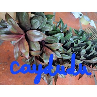 Phát tài lá đỏ ( phát tài Hồng Kông) 25cm