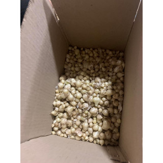 (chuyên sỉ) 1kg hành tăm ta (củ nén)Nghệ An