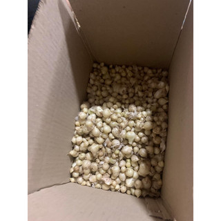 500g  hành tăm nghệ an