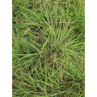 1kg Hành tăm quê nghệ an (củ nén)