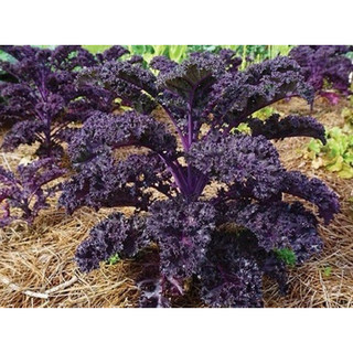 10 gram hạt giống kale tím scarlet nhập khẩu mỹ