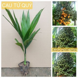 Giống cây cau lùn tứ quý