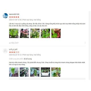 Củ ly kép, ly cao thơm Hà Lan size KHỔNG LỒ siêu hoa