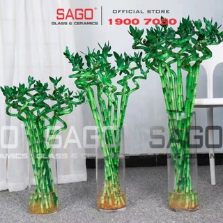 Bó 10 cây phát tài xoắn, phát tài đầu rồng phong thủy | dễ chăm thu hút may mắn, tài lộc