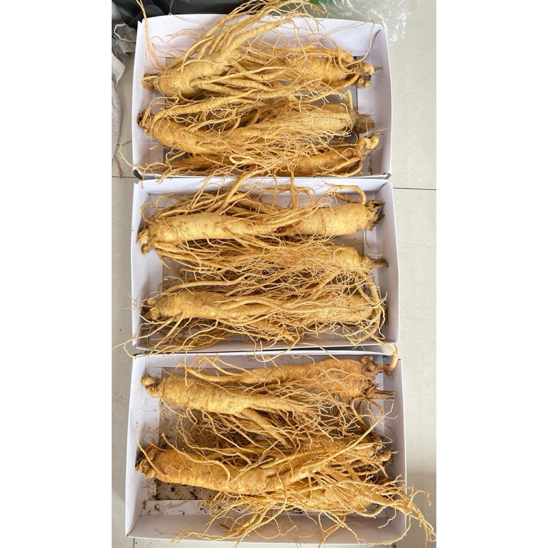 Sâm tươi hàn quốc