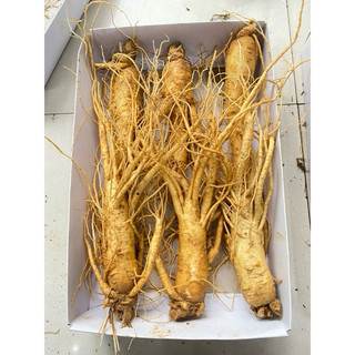 Sâm tươi hàn quốc