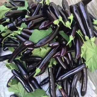 Hạt giống cà tím quả dài